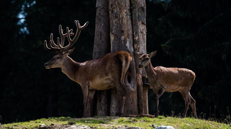 Rotwild auf einem Hügel