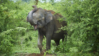 Portrait of Indian elephant throwing soil on his back, Udawalawe National Park, Sri Lanka PUBLICATIONxINxGERxSUIxAUTxHUNxONLY CVF01353
