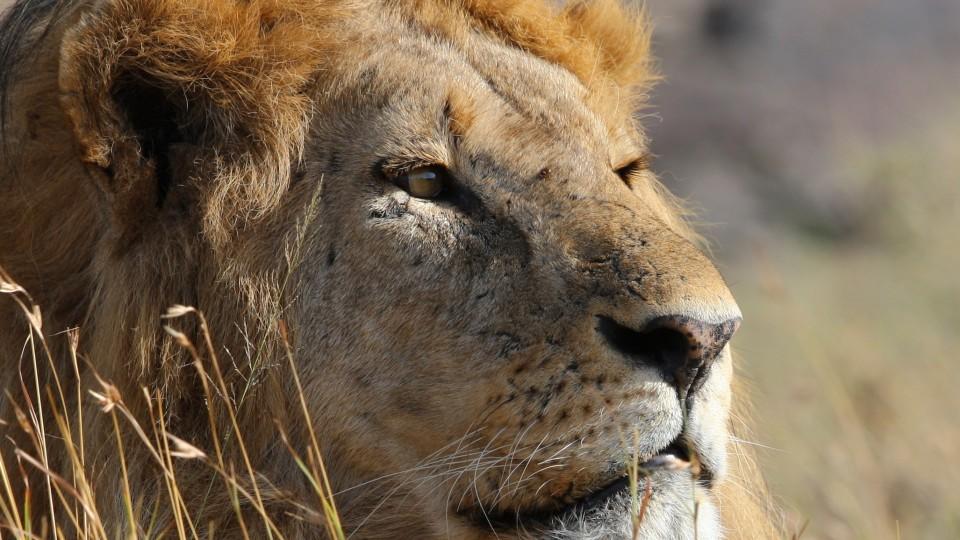 Oftmals Opfer von Jagd-Reisen: der Löwe