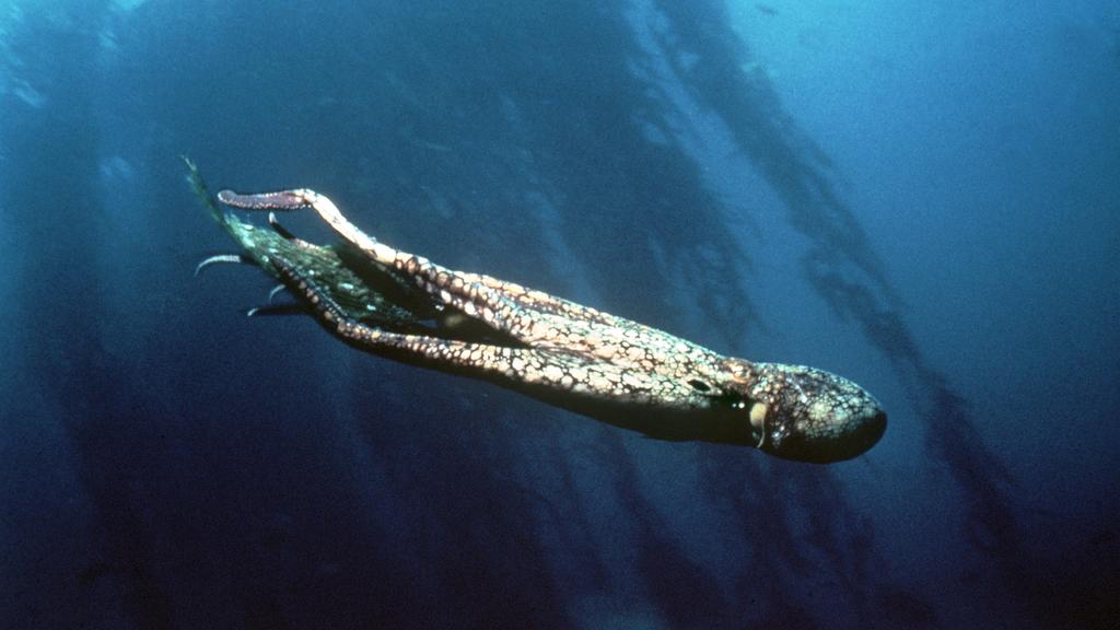 Ein Tintenfisch in seinem Element. Die Kopffüßer kommen in Arten von einem Zentimeter bis zu 20 Meter Länge vor. Ihren Namen haben sie von ihrem tief dunkelbraunen Sekret, das sie bei Gefahr mittels der Tintendrüse ausstoßen.
