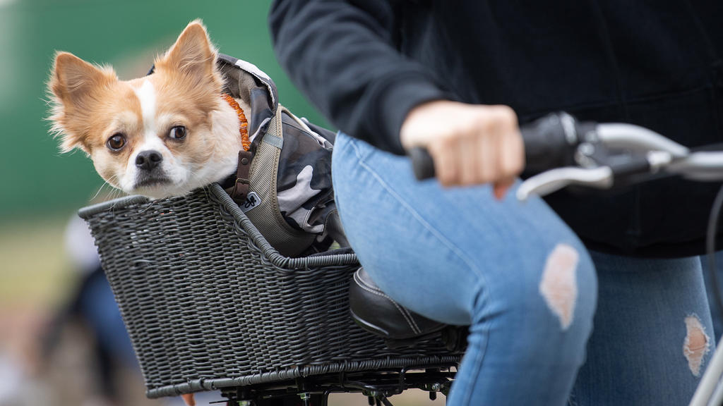 dpatopbilder - 30.05.2020, Baden-Württemberg, Stuttgart: Chihuahua Boo sitzt hinten in einem Korb auf dem Rad seiner Besitzerin. Foto: Sebastian Gollnow/dpa +++ dpa-Bildfunk +++