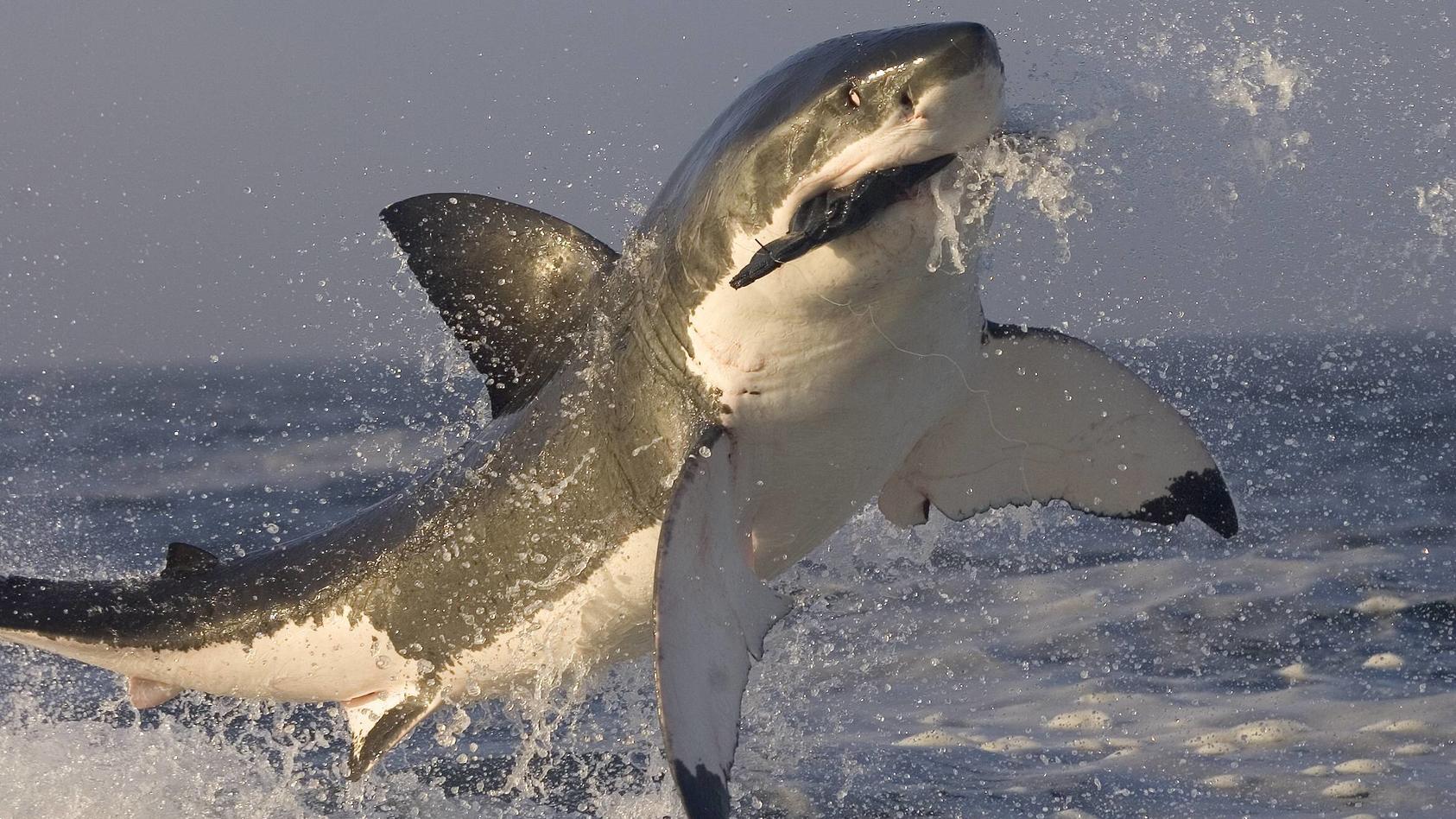  Great white shark Carcharodon carcharias breaching whilst attacking seal decoy, Seal Island, False Bay South Africa. PUBLICATIONxINxGERxSUIxAUTxONLY 1444977 Chrisx&xMoniquexFallows