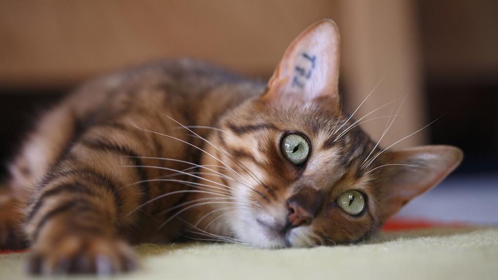Bengalkatze, Bengal-Katze, Bengale Felis silvestris f. catus, liegt auf dem Teppich Bengal Felis silvestris f. catus, lying on the carpet BLWS231742