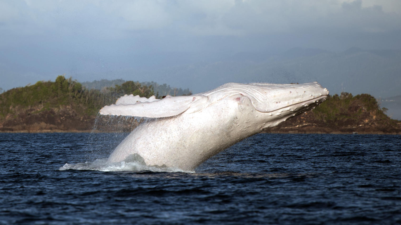 Moby Dick? Ein weisser Buckelwal vor Australien