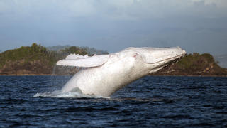 MANDATORY CREDIT: Jenny Dean/Rex Features. Editorial Use Only. No stock, books, advertising or merchandising without photographer's permissionMandatory Credit: Photo by Jenny Dean/REX (3031334m)(Pic 4 crop) White humpback whalePhotographer captures rare white humpback whale, Etty Bay, Queensland, Australia - 17 Aug 2013FULL COPY: http://www.rexfeatures.com/nanolink/moxqThese stunning images capture a graceful show by a rare white whale.Hobby photographer Jenny Dean managed to shoot the action last month as the humpback dived out of the water in Etty Bay near Innisfail, far north Queensland.The mother-of-three, who is a clinical nurse and midwife, was on a whale-watching trip with her husband when they spotted the amazing mammal in the water.It could have been Migaloo, thought to be the only all white humpback whale in the world. Migaloo is believed to migrate up the east coast of Australia from Antarctica to the warmer waters of Tropical North Queensland."It was an amazing experience, incredible to see that huge creature propel out of the water with such ease and agility. Even better to catch some pictures and they even worked out OK which considering the boat was rocking and Migaloo was very fast and unpredictable is double lucky."