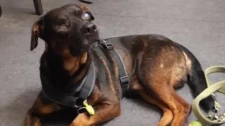 Die Bundespolizei hat in der Nacht zum Mittwoch einen allein reisenden blinden Hund in Obhut genommen.