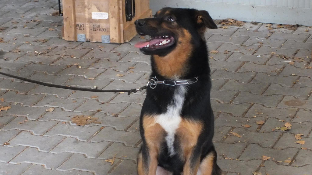 Spürhund Spike