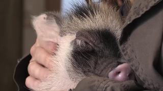 Minischwein Miracoli ist die Beste in der Hundeschule