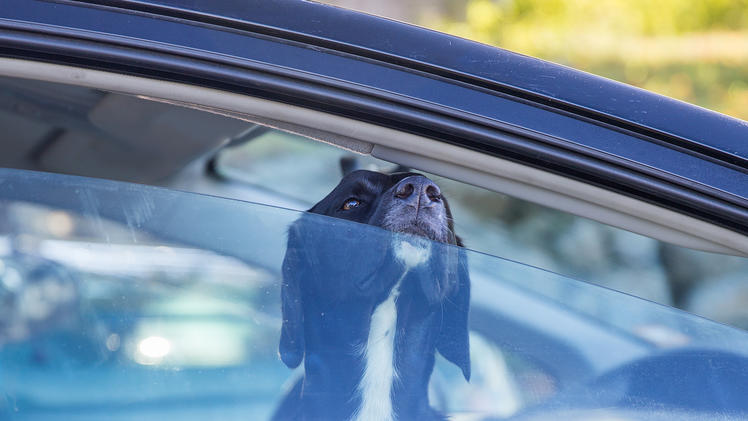 Jaulender Hund aus Auto in Mittagshitze gerettet Herrchen zeigt keine Reue