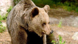 HANDOUT - 21.06.2016, Italien, ---: Ein Braunbär in der Region Trentino. (Illustration zu "Bären-Ärger in Norditalien - Vater verteidigt Sohn") - bestmögliche Qualität - Foto: Campolongo Annalisa/Forstbehörde der Autonomen Provinz Trient/dpa - ACHTUNG: Nur zur redaktionellen Verwendung im Zusammenhang mit der aktuellen Berichterstattung und nur mit vollständiger Nennung des vorstehenden Credits +++ dpa-Bildfunk +++