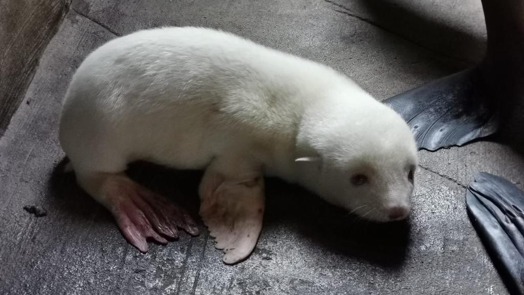 HANDOUT - 17.06.2020, Hamburg: Ein weißes Südamerikanisches Seebärenbaby liegt in einem abgetrennten Gehegebereich des Eismeers im Tierpark Hagenbeck. Das Albino-Seebärenbaby wurde am 15. Juni geboren. (zu dpa «Erstes Albino-Seebärenbaby im Tierpark