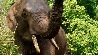 Elefant in Thailand