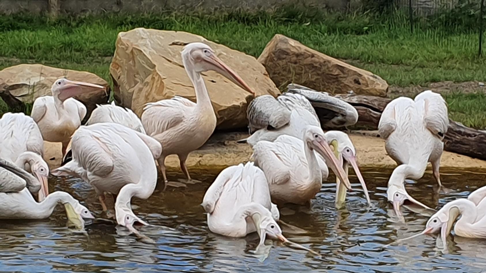 Der Krefelder Zoo eröffnet die Pelikanlagune für zwölf rosa Pelikane.