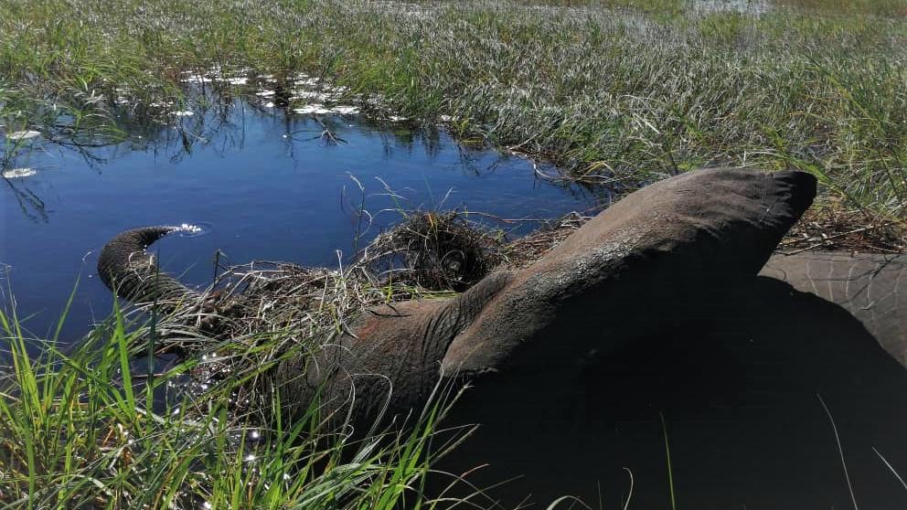 Tote Elefanten in Botswana