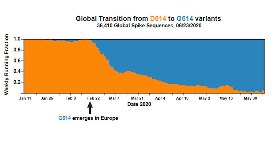 Der Anteil der ursprünglichen Corona-Form (orange) und der G614-Mutation (blau) weltweit im Lauf der Zeit.
