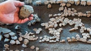 Überreste einer rund elf Millionen Jahre alten Lederschildkröte