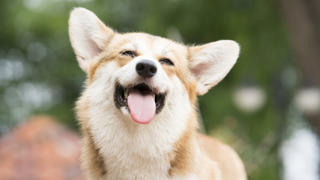 Corgi streckt Zunge heraus