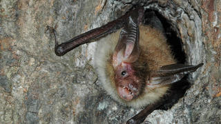 HANDOUT - Eine Bechstein-Fledermaus hockt am 30.09.2009 in Bad Segeberg in einer Baumhöhle. Foto: Florian Gloza-Rausch, Noctalis Fledermaus-Zentrum, dpa/lno (zu dpa « Forscher nehmen Fledermäuse im Harz mit Telemetrie unter die Lupe» vom 10.10.2013) +++(c) dpa - Bildfunk+++