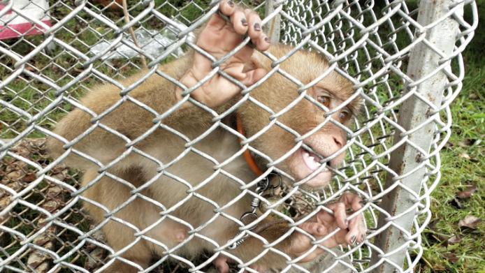 Affe im Käfig