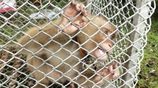 Dieser Affe versucht verzweifelt, aus dem Käfig zu entkommen.