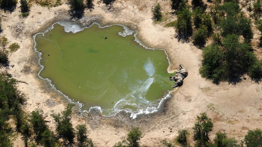 Wasserloch in Botswana