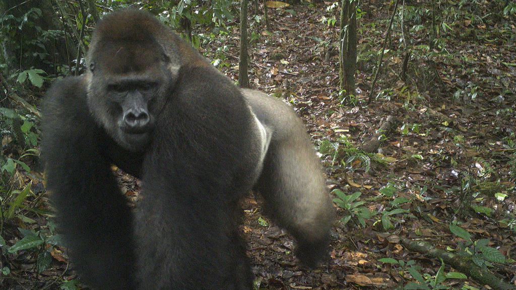 This photo taken by a camera trap shows a Cross River gorilla in the Mbe Mountains of Nigeria on Monday, June 22, 2020. Conservationists have captured the first images of a group of rare Cross River gorillas with multiple babies in the Mbe mountains