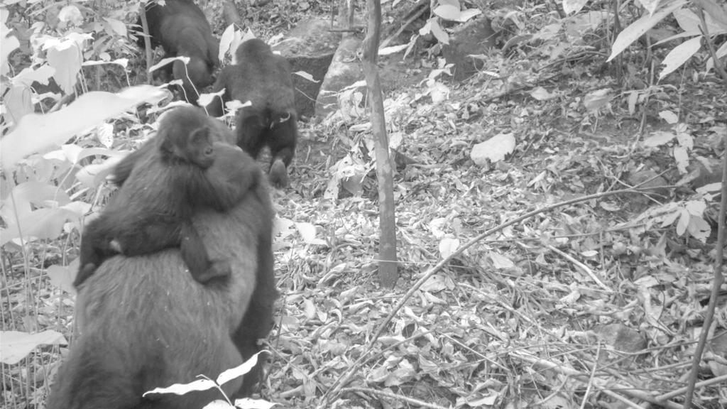 HANDOUT - 30.01.2020, Nigeria, ---: Dieses von einer Kamerafalle aufgenommene Foto zeigt eine Gruppe der seltenen Cross-River-Gorillas. Auf den Fotos sind auch mehrere Jungtiere zu sehen, ein Beweis dafür, dass sich die einst vom Aussterben bedrohte