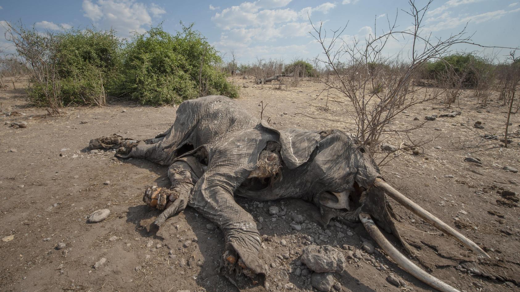 Ein vermutlich an Milzbrand verendeter Afrikanischer Elefant (Loxodonta africana), Chobe Waterfront, Chobe-Nationalpark