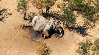 In this supplied photo a dead elephant lies in the bush in the Okavango Delta, Botswana, Monday, May 25, 2020. Botswana says it is investigating a staggeringly high number of elephant carcasses, with 275 found in the popular Okavango Delta area of the southern African nation in recent weeks.(Photo via AP)