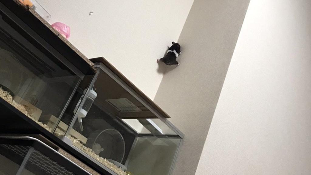 Hamster