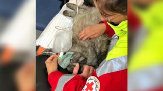 Feuerwehr rettet Katze aus brennendem Keller