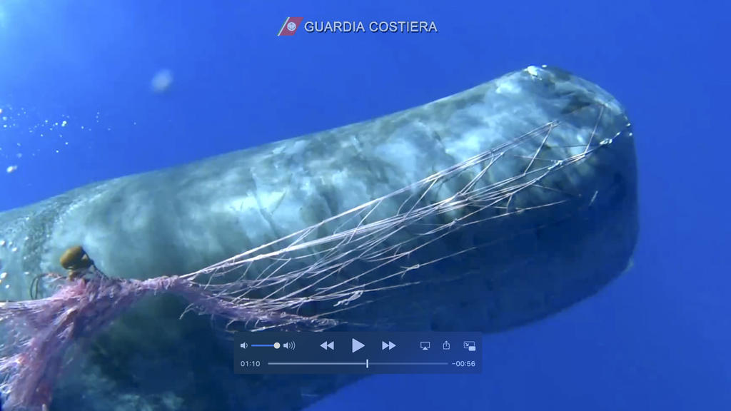 HANDOUT - 19.07.2020, Italien, ---: Ein Wal hat sich in einem Fischernetz in der Nähe der Liparischen Inseln im Mittelmeer verheddert (Videostandbild). Taucher der italienischen Küstenwache (Guardia Costiera) arbeiteten daran, den Pottwal aus dem Net