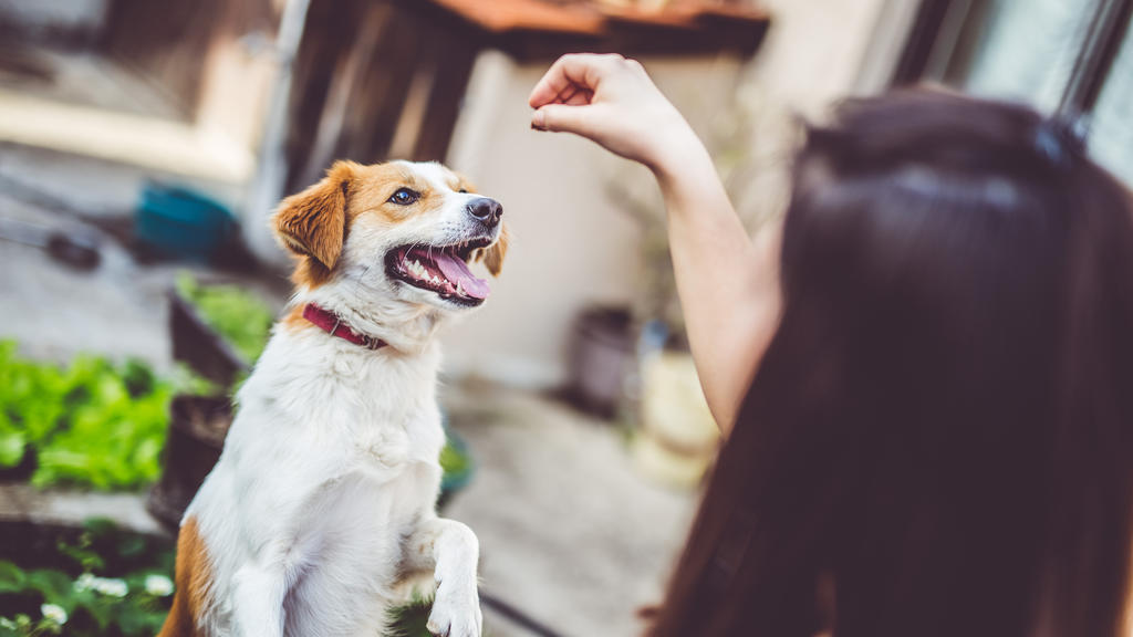 Hund bekommt Leckerli