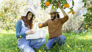  Couple picking organic oranges from a tree in the countryside model released Symbolfoto VSMF00121