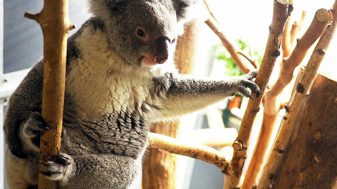 Koala-Weibchen Mandie aus dem Leipziger Zoo