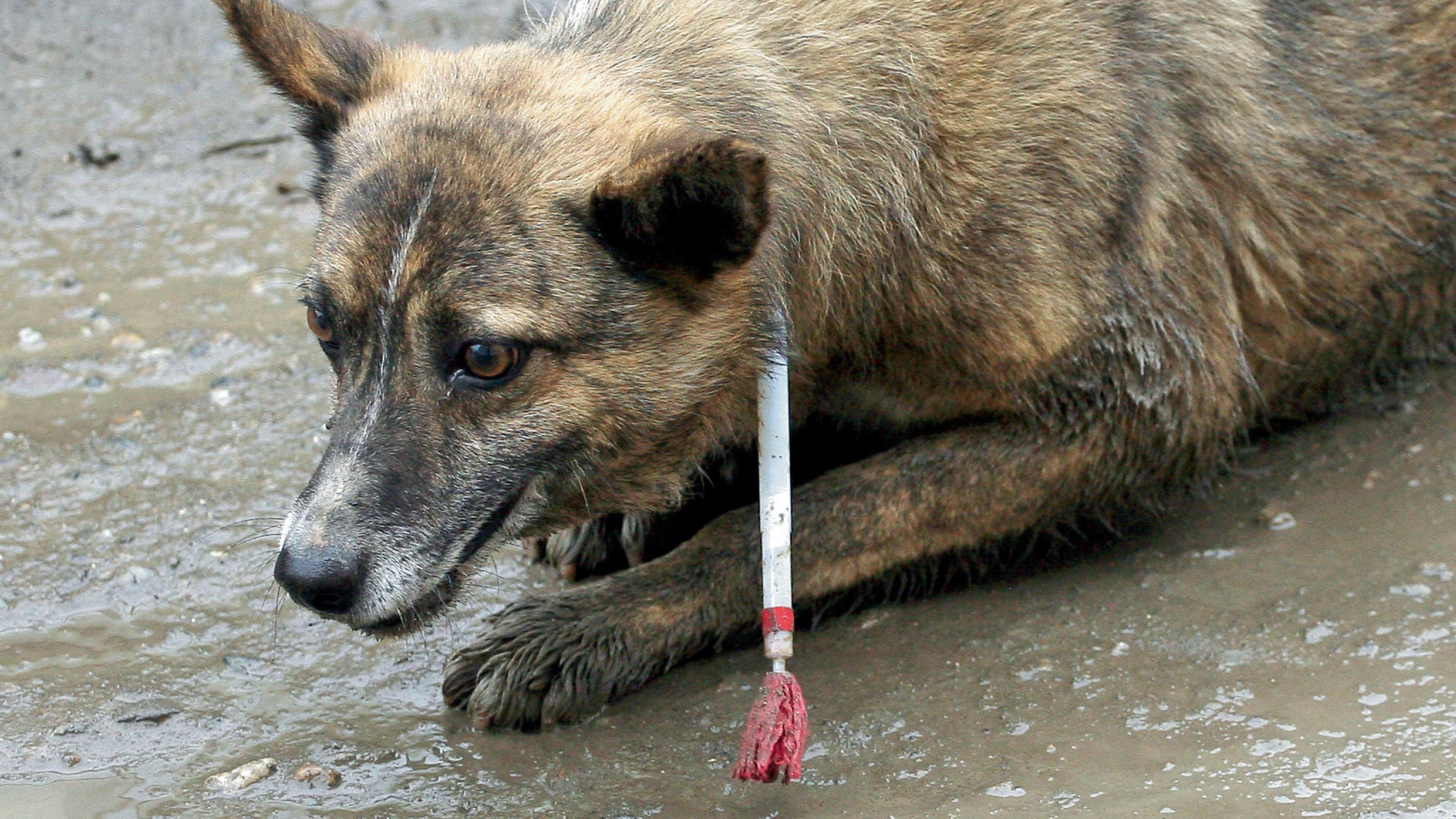 Ein von Tierfängern betäubter Hund liegt in Kronstadt (Brasov) in Rumänien auf einer Straße (Foto vom August 2009).
