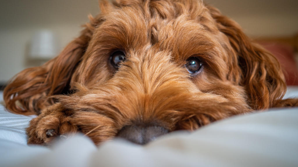 Nahaufnahme vom Gesicht eines braunen Cockapoo