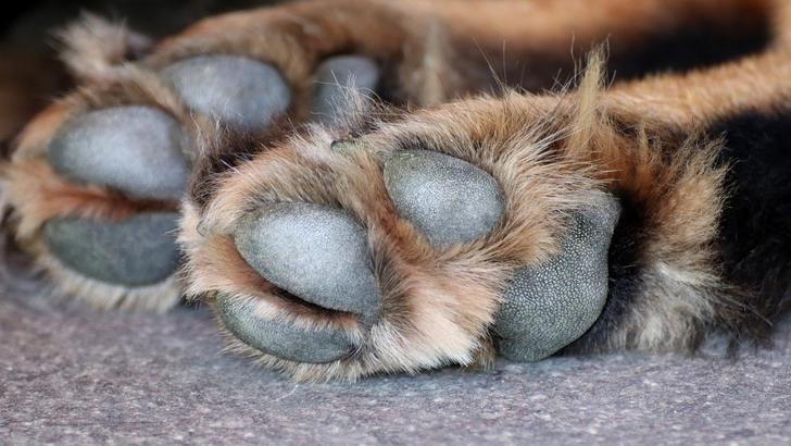 Gefahr beim Gassigehen So schützen Sie Ihren Hund vor verbrannten Pfoten!