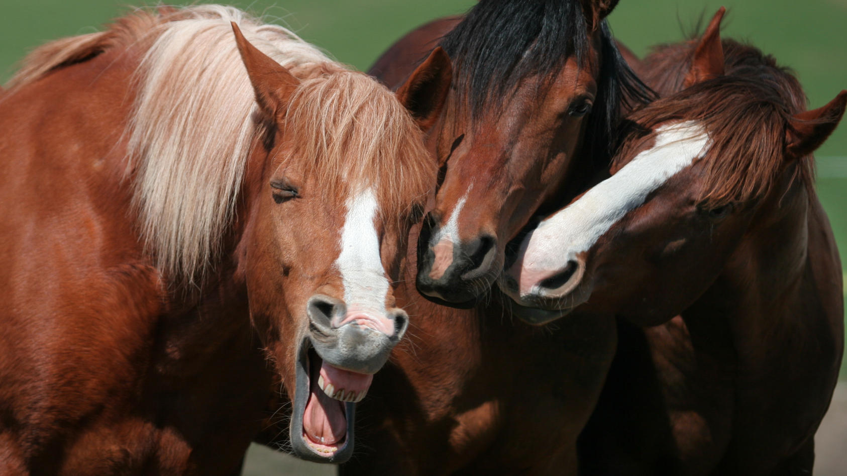 Die Lustigsten Haustier Fotos Wer Gewinnt Den Comedy Pet Award 2020