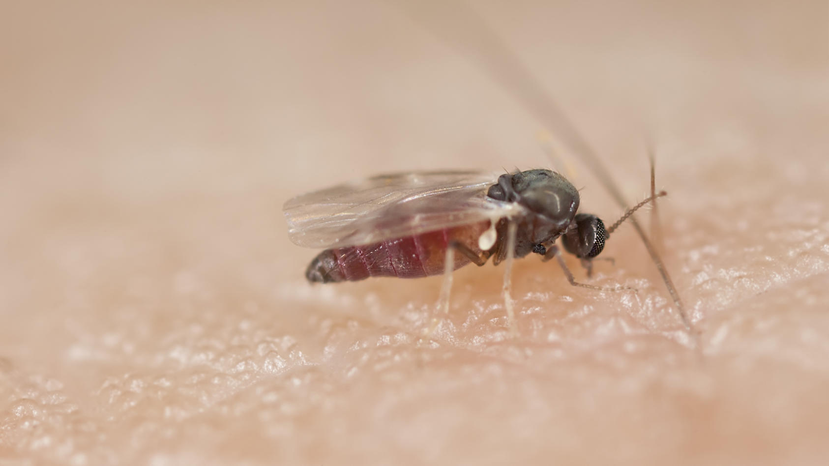 Bite away Mückenstich und Biss Behandlung in Rheinland-Pfalz