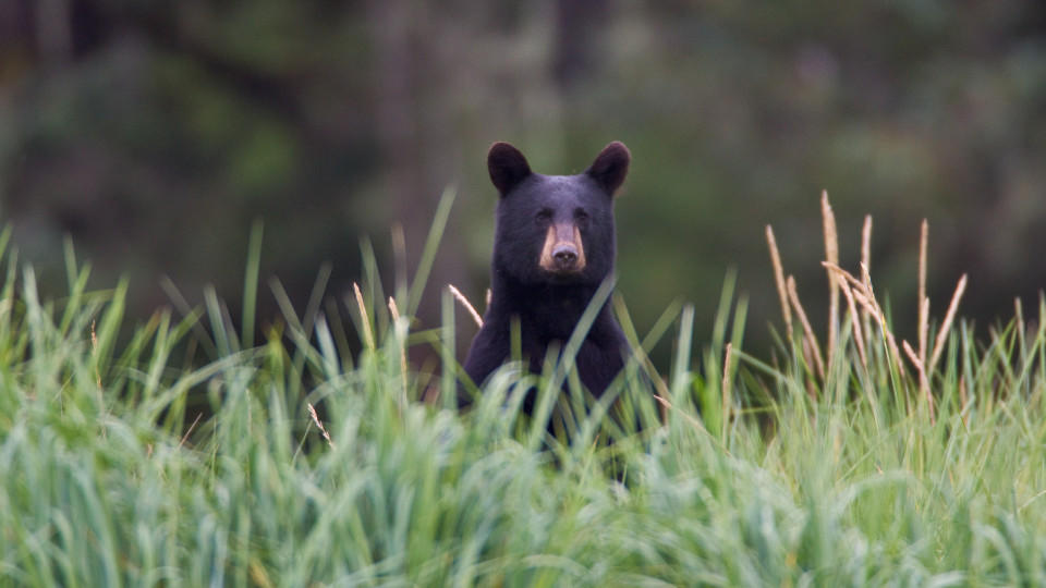 Episode 1 - Spring.  PICTURE SHOWS:  A black bear in search of food now that spring has finally arrived.