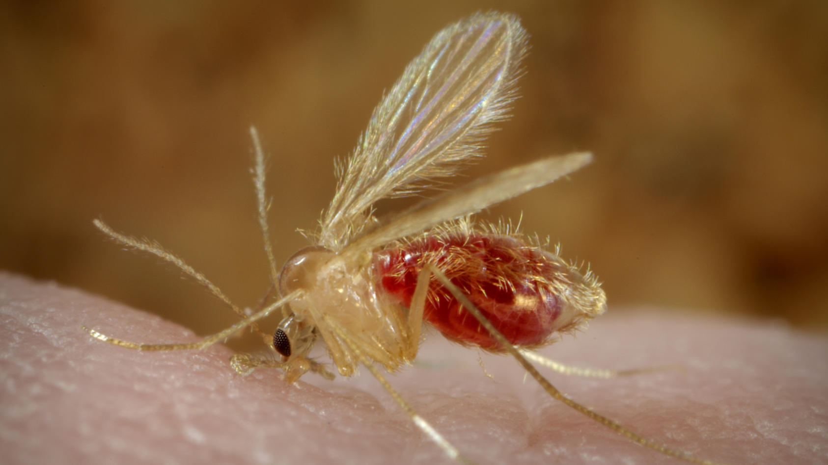 Die Stechmücke kann die Tropenkrankheit Leishmaniose übertragen.