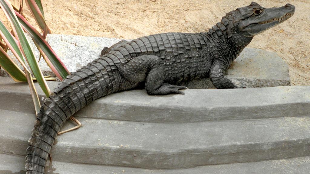 Brillenkaiman Sammy begutachtet am 23.7.1997 sein "Luxusappartment" im sächsischen Exil: Seit ein paar Tagen tummelt sich der Alligator im Zoo von Falkenstein (Vogtland) in einer neuen Behausung. Sie ist 20 Quadratmeter groß und verfügt mit Swimmingp
