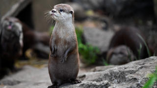 A two-month-old otter pup waits to have its weight taken at ZSL London Zoo 2020 weigh-in and measurement, in London, Britain, August 27, 2020. REUTERS/Toby Melville