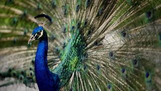 Entertainment Bilder des Tages August 9, 2020, Palm Beach, Florida, USA: A wild peacock shows off his iridescent blue and green plumage in a neighborhood next to Banyan Creek Elementary School on Barwick Road in Delray Beach August 7, 2020. Dozens of peacocks live in the neighborhood. Palm Beach USA - ZUMAp77_ 20200809_zaf_p77_001 Copyright: xThexPalmxBeachxPostx