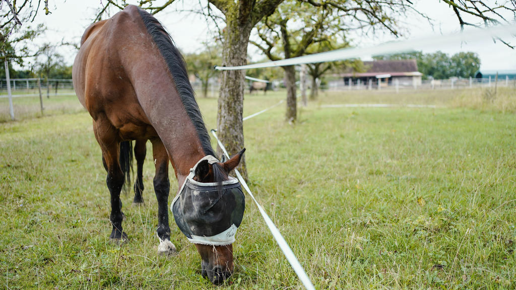 31.08.2020, Baden-Württemberg, -: Ein Pferd steht auf der Weide eines Pferdehofes im Raum Heidelberg. Seit einigen Wochen beschäftigen Fälle von Tierquälerei, bei denen Pferde verletzt wurden, die Polizei im Rhein-Neckar-Kreis. Es wurde eigens eine E