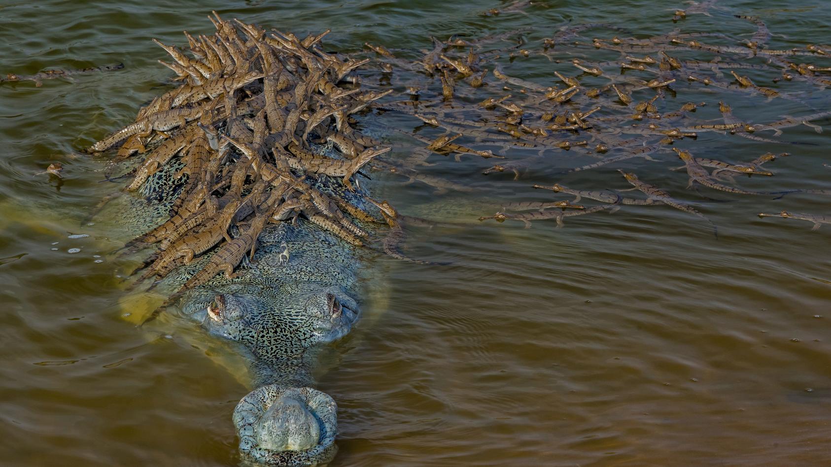 Dieses Bild von einem Krokodil-Papi mit seinem Nachwuchs ist für den Wettbewerb "Wildlife Photographer of the Year" nominiert.  “Wildlife Photographer of the Year is developed and produced by the Natural History Museum, London”