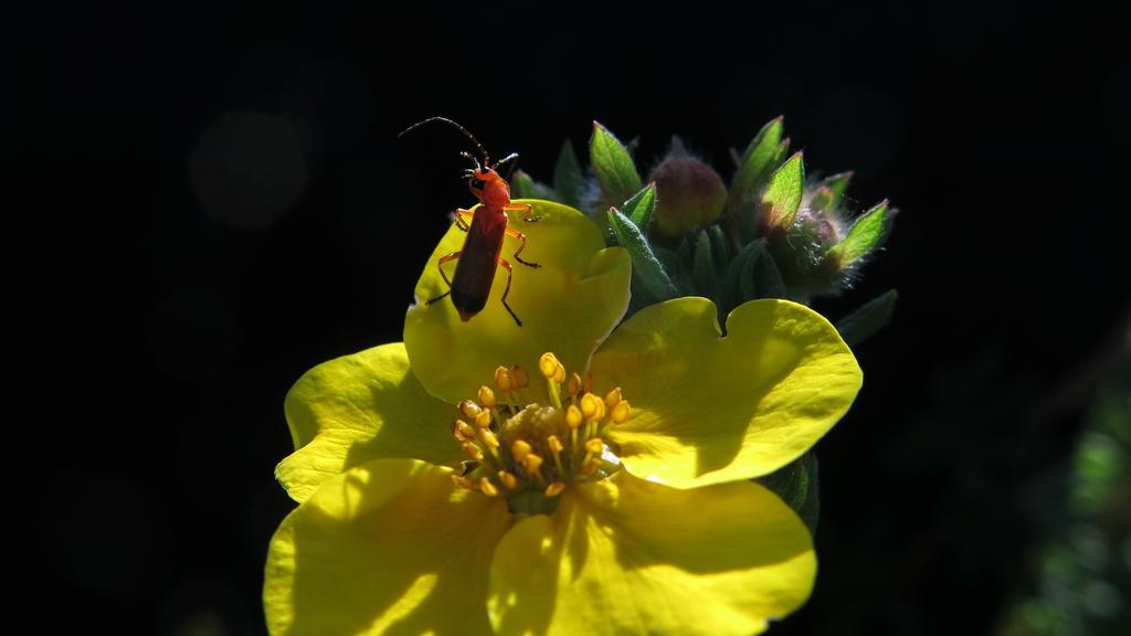 Rote Käfer im Garten: Wie gefährlich sind Feuerwanzen und ...