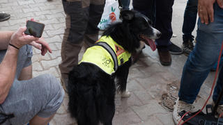 LEBANON - HEARTBEAT Flash, the chilean dog who helps the rescue team to find people inside colapse building. Beirut Middle East Lebanon PUBLICATIONxINxGERxSUIxAUTxONLY Copyright: xAlinexLafoyx HL_ALAFOY_1212394 