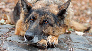 Ein Schäferhund rettete seinem Besitzer das Leben.